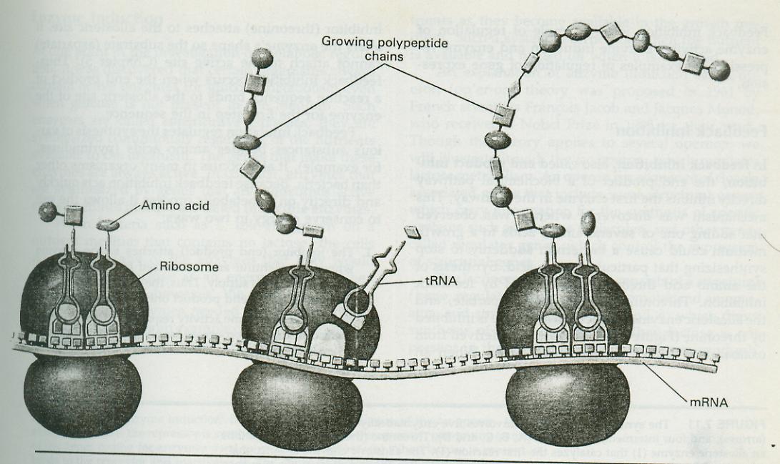 genecoli007