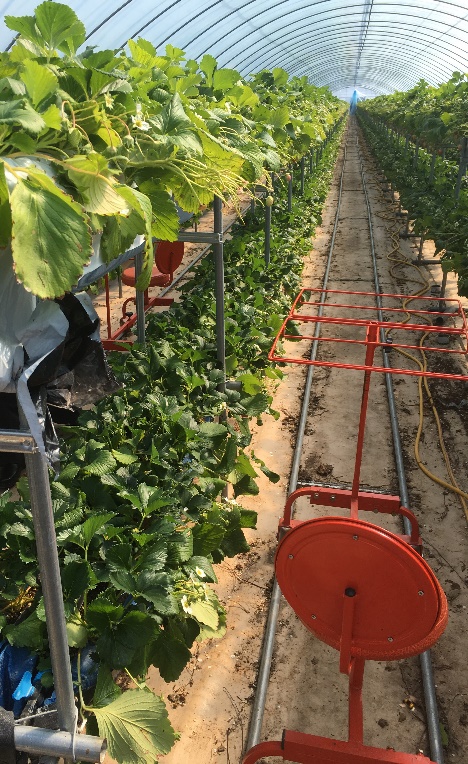 growing bed for strawberries stacked above another bed.
