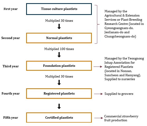 schedule for production of registered plantlets as described in previous text.