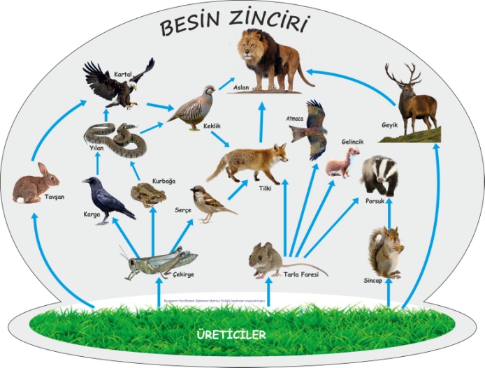 besin-zinciri1