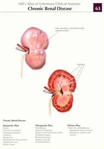 http://www.infodokterku.com/images/stories/kidney_failure_chronic_picture.jpg