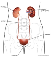 http://www.infodokterku.com/images/stories/urinary_structure.jpg