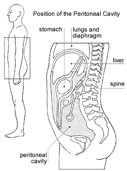 http://www.infodokterku.com/images/stories/peritoneal%20cavity.gif
