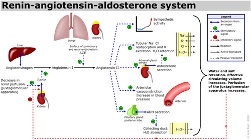 http://www.infodokterku.com/images/stories/schema%20of%20renin-angiotensin-aldosterone_system.jpg