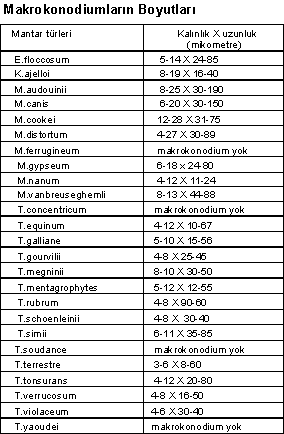 http://www.mikrobiyoloji.org/tr/genel/resimgoster.aspx?dil=1&belgeanah=3503&resimisim=g110014000_5.gif