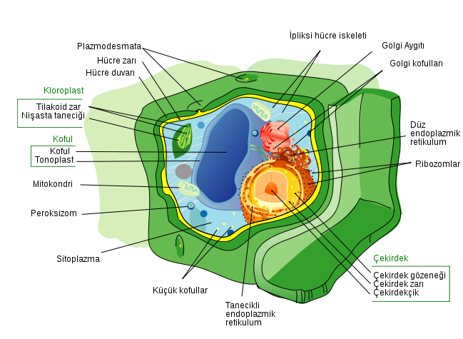 f:\2.sınıf dersler\fungi\649px-plant_cell_structure_tr.svg.png