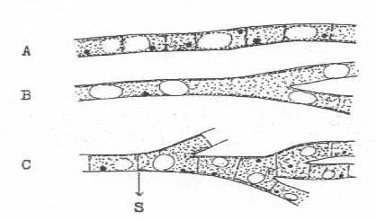http://www.mikrobiyoloji.org/tr/genel/resimgoster.aspx?dil=1&belgeanah=3491&resimisim=j110013400_1.jpg