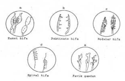 http://www.mikrobiyoloji.org/tr/genel/resimgoster.aspx?dil=1&belgeanah=3503&resimisim=j110014000_3.jpg
