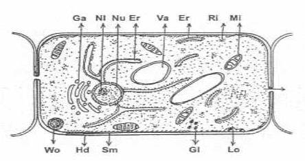 http://www.mikrobiyoloji.org/tr/genel/resimgoster.aspx?dil=1&belgeanah=3491&resimisim=j110013400_2.jpg