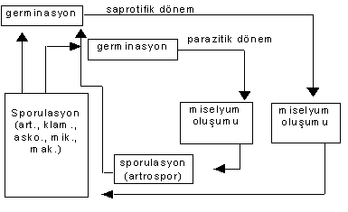 http://www.mikrobiyoloji.org/tr/genel/resimgoster.aspx?dil=1&belgeanah=3479&resimisim=g110013800_5.gif