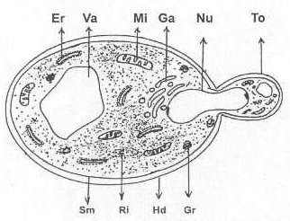http://www.mikrobiyoloji.org/tr/genel/resimgoster.aspx?dil=1&belgeanah=3491&resimisim=g110013400_4.gif