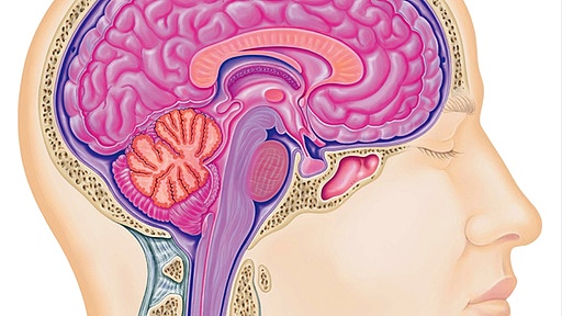 http://www.br.de/radio/bayern2/sendungen/gesundheitsgespraech/neurologie-nervensystem-grafik100~_v-image512_-6a0b0d9618fb94fd9ee05a84a1099a13ec9d3321.jpg?version=b2b38