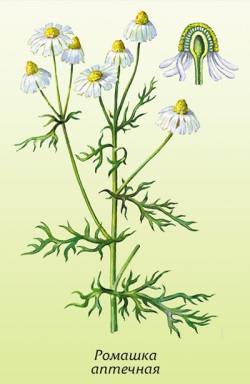 http://www.trawka.ru/images/romashka.jpg