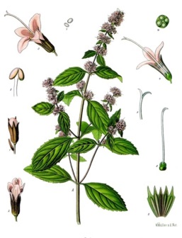 http://www.bylinkyprovsechny.cz/images/byliny-bylinky-fotografie-obrazek/mata-peprna-ucinky-na-zdravi-co-leci-pouziti-uzivani-2.jpg