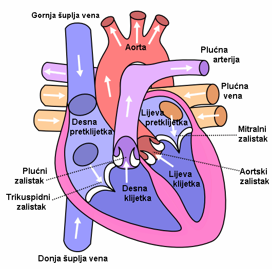 c:\users\marija\desktop\kardiovaskularna kirurgija\anatomija srca.png