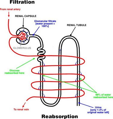 c:\users\toshiba\documents\nephron.jpg