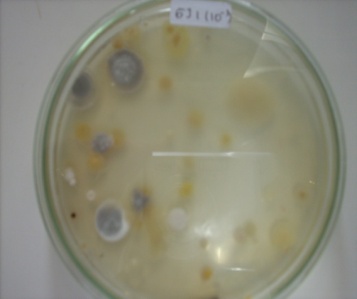 dsci0333.jpg