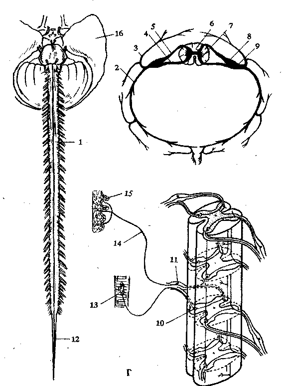 http://physiotherapy.narod2.ru/nervnoi_sistemi/121.png?rand=12107778771678