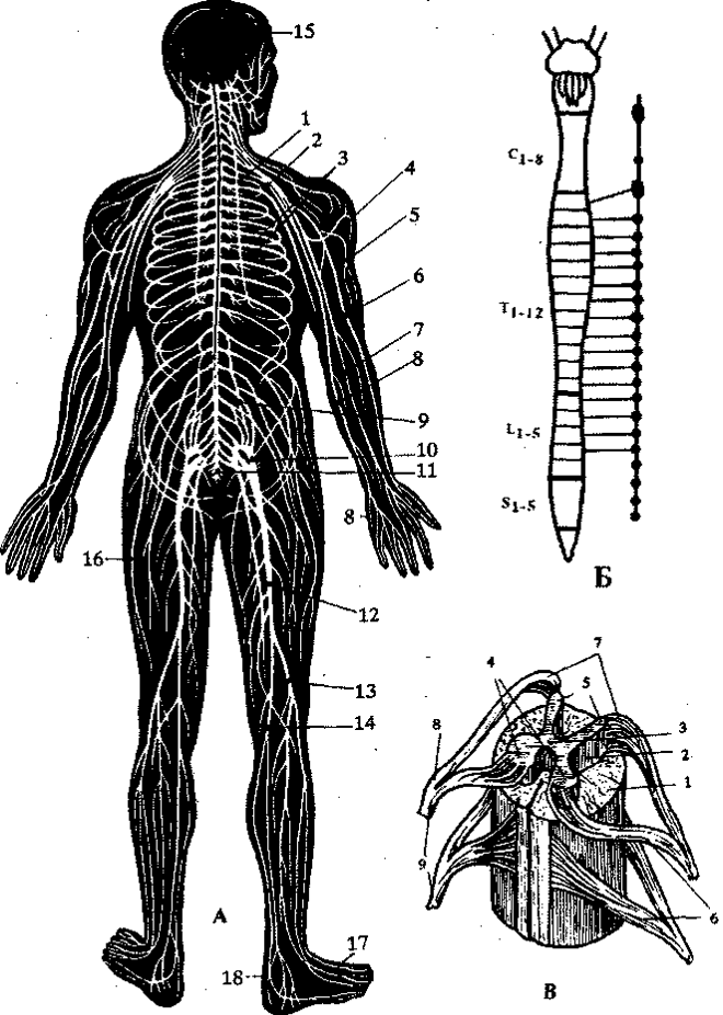 http://physiotherapy.narod2.ru/nervnoi_sistemi/120.png?rand=26698730105434